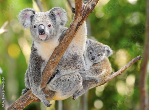 Foto: Australian Koala Bear with her baby, Sydney, Australia grey bear Australian Koala Bear with her baby, Sydney, Australia grey bear