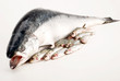 SALMONE E SARDE SALMONE E SARDE