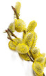 willow branch