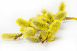willow branch