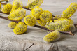willow branch