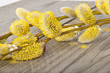 willow branch
