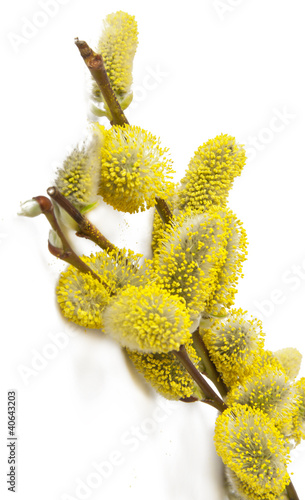 Photo: willow branch willow branch