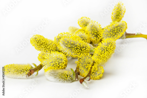 Photo: willow branch willow branch