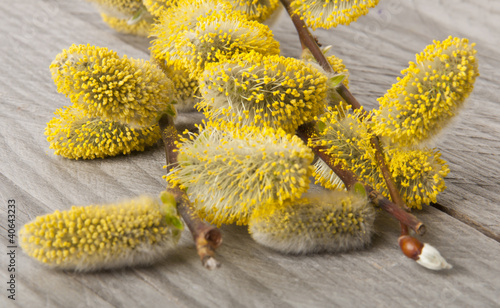 Photo: willow branch willow branch