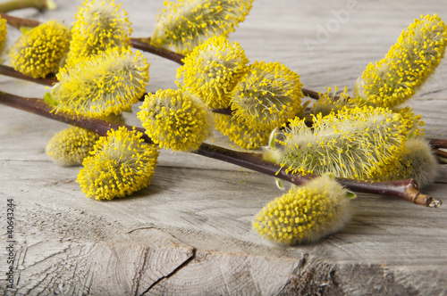 Photo: willow branch willow branch