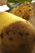 Solanum tuberosum