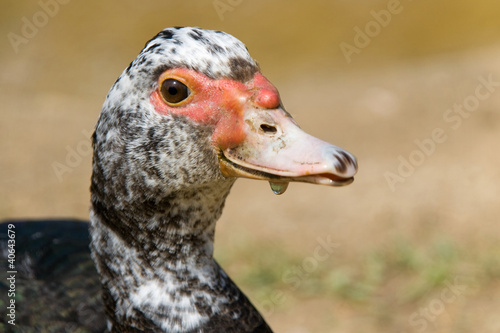 Photo: Young Muscovy Duck Young Muscovy Duck