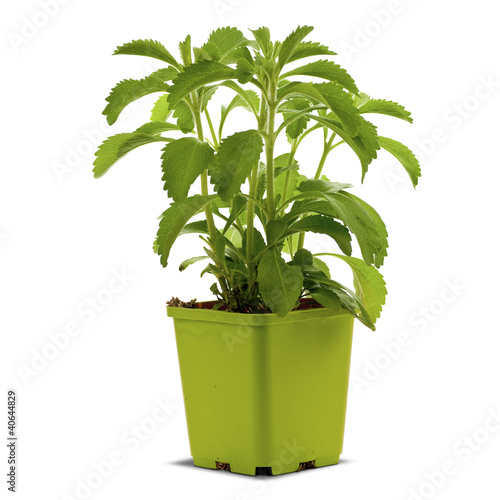 Photo: stevia en pot ou godet fond blanc stevia en pot ou godet fond blanc