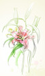 Vector illustration watercolor red lily.