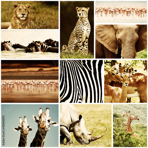 Photo: African Animals Safari Collage African Animals Safari Collage