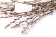pussy-willow bouquet with card
