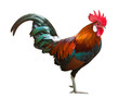 Photo: Chicken isolated on white with clipping path Chicken isolated on white with clipping path