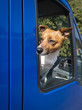 Hund schaut aus dem Fenster