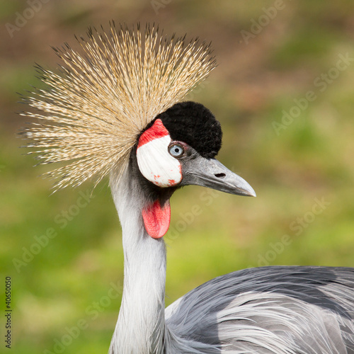 Photo: A crowned crane A crowned crane