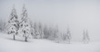 Winter trees