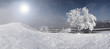 winter tree