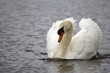 A white swan A white swan