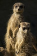 Slender-tailed meerkats (Suricata suricatta) on the lookout Slender-tailed meerkats (Suricata suricatta) on the lookout