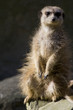 A slender-tailed meerkat A slender-tailed meerkat