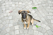 puppy unknown species is make eye appeal. puppy unknown species is make eye appeal.