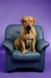 Dogue De Bordeaux on the armchair
