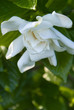 Gardenia