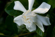 Gardenia