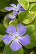 Periwinkles