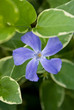Periwinkle