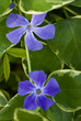 Periwinkles