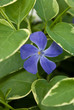 Periwinkle
