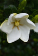 Gardenia