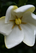 Gardenia
