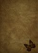 Butterfly on grunge background
