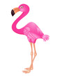 Flamingo cartoon