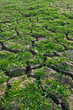 Green grass on cracked earth