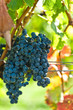 Ripe grapes right before harvest in the summer sun Ripe grapes right before harvest in the summer sun