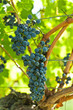 Ripe grapes right before harvest in the summer sun Ripe grapes right before harvest in the summer sun