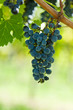 Ripe grapes right before harvest in the summer sun Ripe grapes right before harvest in the summer sun