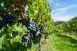 Ripe grapes right before harvest in the summer sun Ripe grapes right before harvest in the summer sun