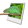 Caméléon sortant d'un polaroid