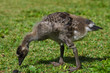 Young Nene Goose