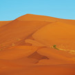 Dune