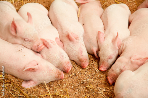 Foto: Young pigs Young pigs