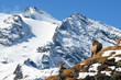 Stambecchi sulle Alpi