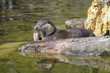 Fischotter mit Fisch