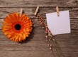 Gerbera Zettel