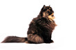 Photo: Persian tortie cat on the white background Persian tortie cat on the white background