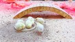 small chicks